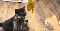 生まれて初めての『猫じゃらし』に興味津々な子猫たち→ママ猫も参戦すると……微笑ましい光景に反響「可愛さが限界突破ｗ」「さすがお母さん」
