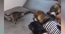 ３頭の犬が暮らすおうちにやってきた『新入りの猫』→ソファの上にいると…ほっこりする光景が22万再生「みんな優しすぎ」「愛があふれてる」