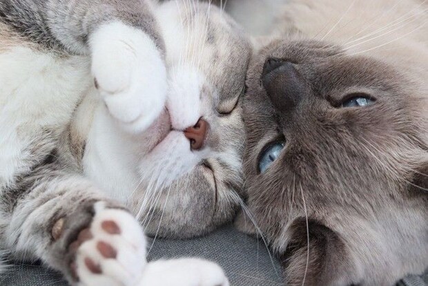 くっついて寝る2匹の猫