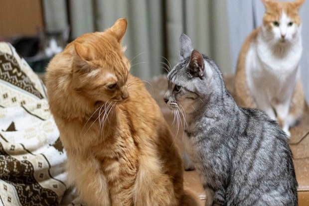 睨み合う2匹の猫とそれを見ている猫
