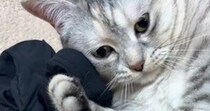 床に落ちている『お兄ちゃんのアームカバー』を見つけた猫…まさかの展開に笑う人が続出「赤ちゃんみたいなｗ」「かわいいｗ」と21万再生