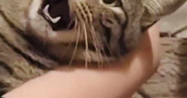 大っ嫌いな『爪切り』を頑張る猫→表情が…この世の終わりのようなリアクションに爆笑「もうだめだぁ〜ｗ」「すごい顔してるｗ」と37万再生
