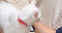 『パパにだけ特別な甘え方』をする猫→足の上に乗ってくると……『微笑ましい光景』に癒される人が続出「幸せの重み」「かわい～な～」と反響