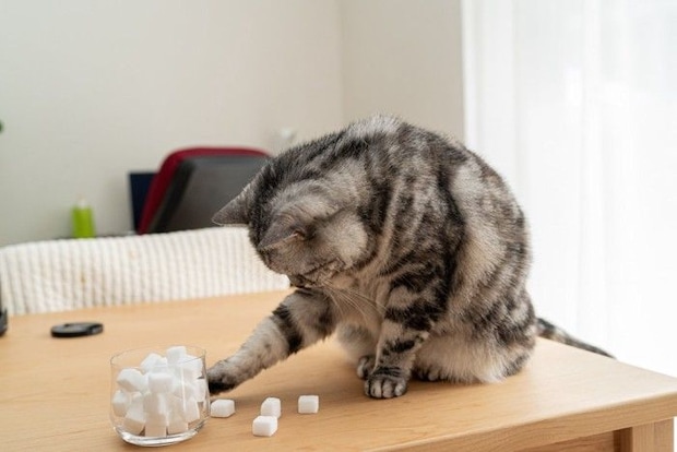 角砂糖を落とそうとしている猫