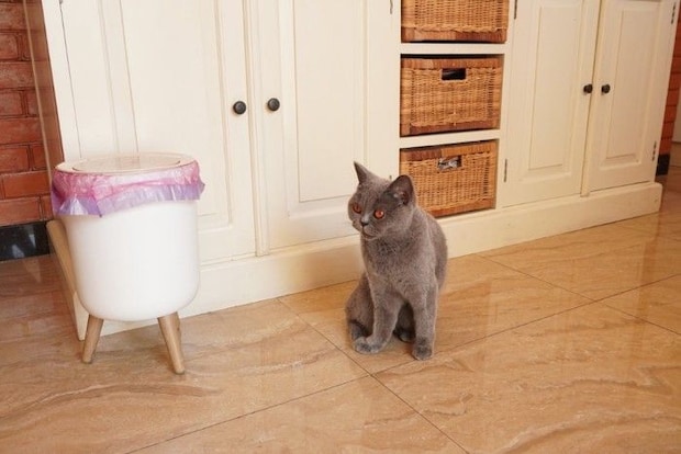 蓋つきゴミ箱に観念している？猫