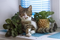 猫がやりがちな『イタズラ』3選　ついやってしまう理由や止めさせる方法まで
