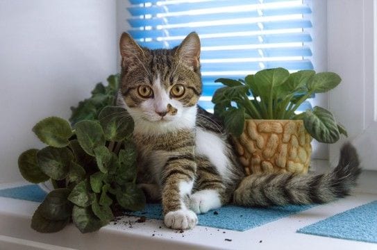 猫がやりがちな『イタズラ』3選 ついやってしまう理由や止めさせる方法まで