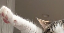 クローゼットの中の洋服を『毛だらけ』にした猫→飼い主に捕まった結果…笑ってしまう光景に６万いいね「表情がなんともｗ」「可愛いので無罪」