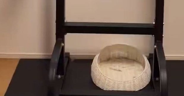 部屋の中を見ると、猫が『まさかの場所』でくつろいでいて……驚きの瞬間に5万いいね「顔ww」「すっぽりとハマってるw」と爆笑の声続出