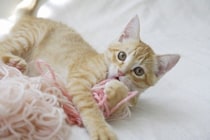 飼い主が『猫に振り回される幸せ』を実感する瞬間9つ　マイペースな行動の心理や上手な付き合い方も