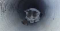 3日間、『下水管の中』で鳴き続けた子猫→ごはんで誘っても出てこなくて…緊迫の救出劇が32万再生「とても感動した」「本当にありがとう」
