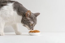 猫に与えてしまいやすい『人間の食べ物』5つ　安易に食べさせるのはNG？飼い主が心がけるべき注意点