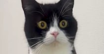 何かが気になっている様子の猫→『一歩踏み出した』次の瞬間…驚きの光景に１万いいね「なかなかのバランス感覚ｗ」「すごい上手ｗ」と爆笑の声