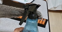 くつろいでいた猫→スプレーボトルをそっと前足に押し当てたら…『微笑ましいやり取り』に反響「地味にツボったｗ」「伸びきったあんよ好き」