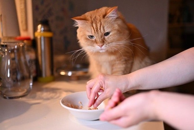 ご飯を待つ猫
