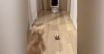 家で『初めてのボウリング』→ボールを投げたら、『猫』が乱入してきて…笑ってしまう展開に「豪快なストライクｗ」「めっちゃ可愛いｗ」と話題