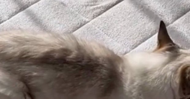 子供たちが家を出たあと、『猫の様子』を見てみると…愛おしい光景が16万表示「お母様と同じ気分でしょうねw」「一緒にいるつもりかも」