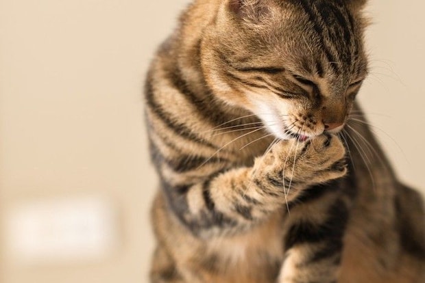 毛づくろい中の猫