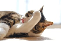 猫が『食事を終えると顔を洗う』3つの理由　どんな意味があるの？心理や習性も解説