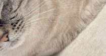 『床でくつろぐ猫』をよく見たら……アザラシの赤ちゃんそっくりな『可愛すぎる瞬間』に３万いいね「にゃざらし」「真似してるのかなｗ」