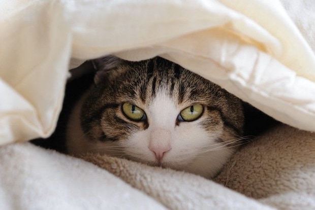 布団からのぞく猫
