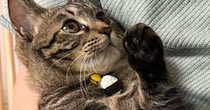 １歳の猫、パパが抱っこすると『小さく見える』のに…ママが抱っこすると→同じ猫とは思えない『まさかの光景』に「全然違うｗ」「びっくりｗ」
