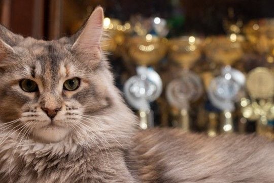 猫の『純血種』についての知識3つ 世界に存在する種類数や認定されるための条件もご紹介