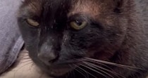 いっしょにいた『2匹の猫』を撮影→『背後』を見ると……とんでもない光景に10万いいね「どうしたのｗｗ」「大爆笑してしまった」と大反響