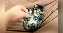 保護当初は『手のひらサイズだった子猫』→５年後……「想像をはるかに超えてきたｗ」驚きのビフォーアフターが52万再生「ボスになってるｗ」