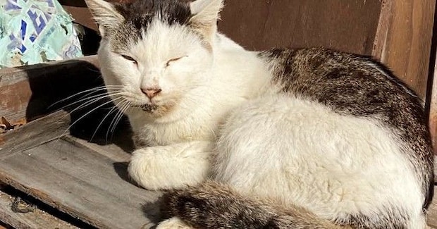 看取るつもりで保護した『ボロボロの野良猫』→２年後……涙あふれるビフォーアフターに「同じ猫とは思えない」「幸せになってよかった」と感動