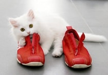 顔を寄せて抱きついて♡「飼い主の靴を深く愛する」猫さんに、ネット民が歓喜