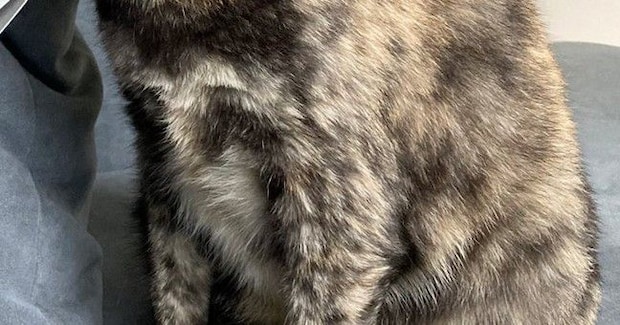 ティッシュの空き箱をつぶそうとすると、猫が真っ先にやってきて…『衝撃の光景』に８万いいね「超楽しいみたいなｗ」「笑いがこらえられない」