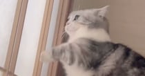 朝になると障子を攻撃し始める猫→突然、『立ち上がる』と…『全力すぎる動き』に爆笑する人が続出「起きちゃうねｗ」「トドメのドヤ顔ｗ」