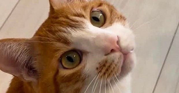 キョトンとした顔で飼い主を見つめる猫→『床』を見ると……思わず笑ってしまう光景に２万いいね「やっちまったねｗ」「たまらなく好きｗ」