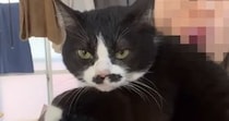 肩の上に飛び乗ってきた『超甘えん坊猫』→意地でも離れようとしなくて…頬が緩む『可愛すぎる光景』に「めちゃめちゃバブい」「たまらんｗ」