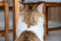 猫が飼い主を『無視している』ときの気持ち4つ　嫌われているわけではない？上手な関わり方まで