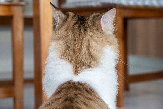 猫が飼い主を『無視している』ときの気持ち4つ 嫌われているわけではない?上手な関わり方まで