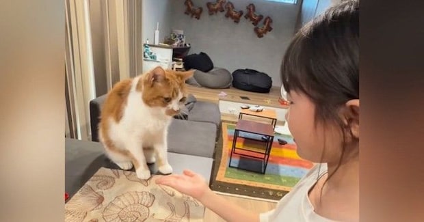 数々の『芸』を覚えた猫→女の子が合図を出すと…可愛すぎるやり取りが1474万再生「めんどくさそうすぎるw」「付き合ってくれるの優しい」