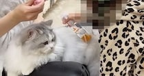 娘が『猫のブラッシング』を手伝ってくれると…心温まる日常の光景に「可愛いが詰まってるｗ」「幸せで溢れていて素敵」と癒される人が続出