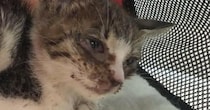 呼吸をするのも『ギリギリの状態だった子猫』を保護した結果…立派に成長した『６年後の光景』に感動「ほんとうに良かったね」「愛情の賜物」