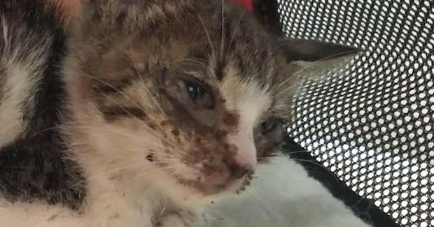 呼吸をするのも『ギリギリの状態だった子猫』を保護した結果…立派に成長した『6年後の光景』に感動「ほんとうに良かったね」「愛情の賜物」