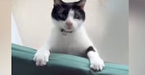 クッションと壁の隙間に挟まった猫→よじ登ろうとした結果…可愛すぎる展開に「ゆっくりいなくなったｗ」「予想以上で愛おしい」と反響