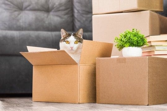 愛猫と『引っ越し』をするなら注意すべきこと3つ　起こりうるトラブルから負担を軽減する工夫まで
