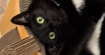 キャットタワーでくつろぐ猫の体勢に驚愕…ぐにゃぐにゃすぎる『まさかの瞬間』に２万いいね「どういう体勢ｗ」「工場でリセットしないとｗ」