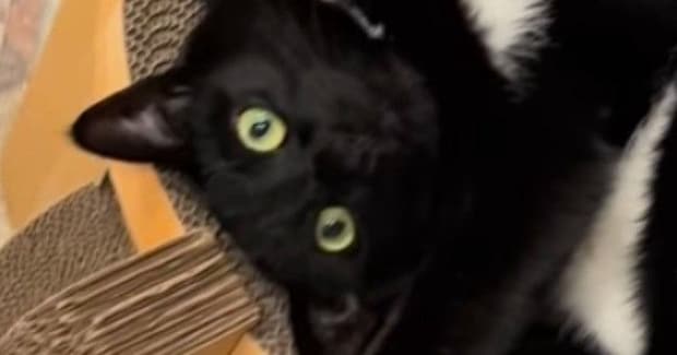キャットタワーでくつろぐ猫の体勢に驚愕…ぐにゃぐにゃすぎる『まさかの瞬間』に２万いいね「どういう体勢ｗ」「工場でリセットしないとｗ」