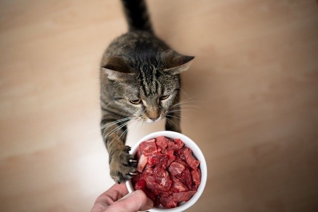 生肉をもらう猫
