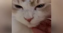 気持ちよさそうに撫でられていた猫→突然、『表情が変化』して…笑ってしまう光景が14万再生「ご満悦そうなのにｗ」「あるあるだよねｗ」