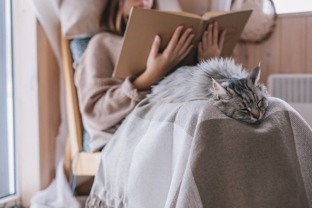 膝の上で寝る猫