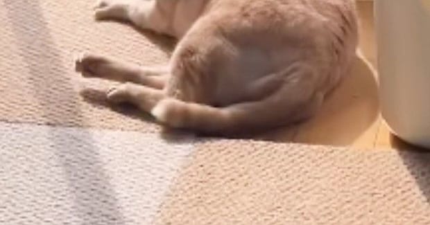 動物病院の先生に『硬い』と言われたネコ…毛づくろい中の『衝撃のシルエット』に「カンガルーみたいw」「犬かと思ったw」と爆笑の声続出