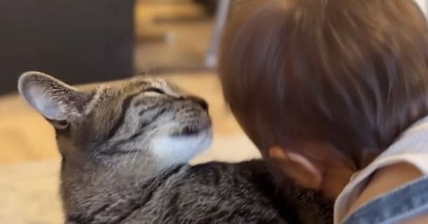 ソファでくつろぐ猫→『赤ちゃん』が顔を近づけて甘えてきた結果…『まさかの行動』が尊すぎると28万再生「本当に大人しい」「愛が深い」